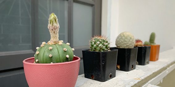 kac-tip-anal-fistul-vardir